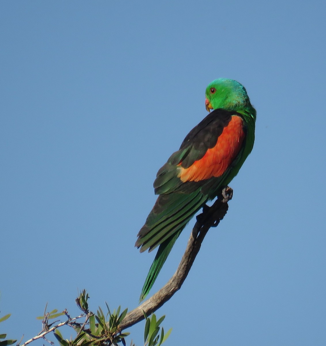 Red-winged Parrot - ML527991711