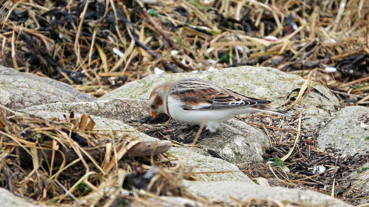 Цасч хөмрөг - ML527991981
