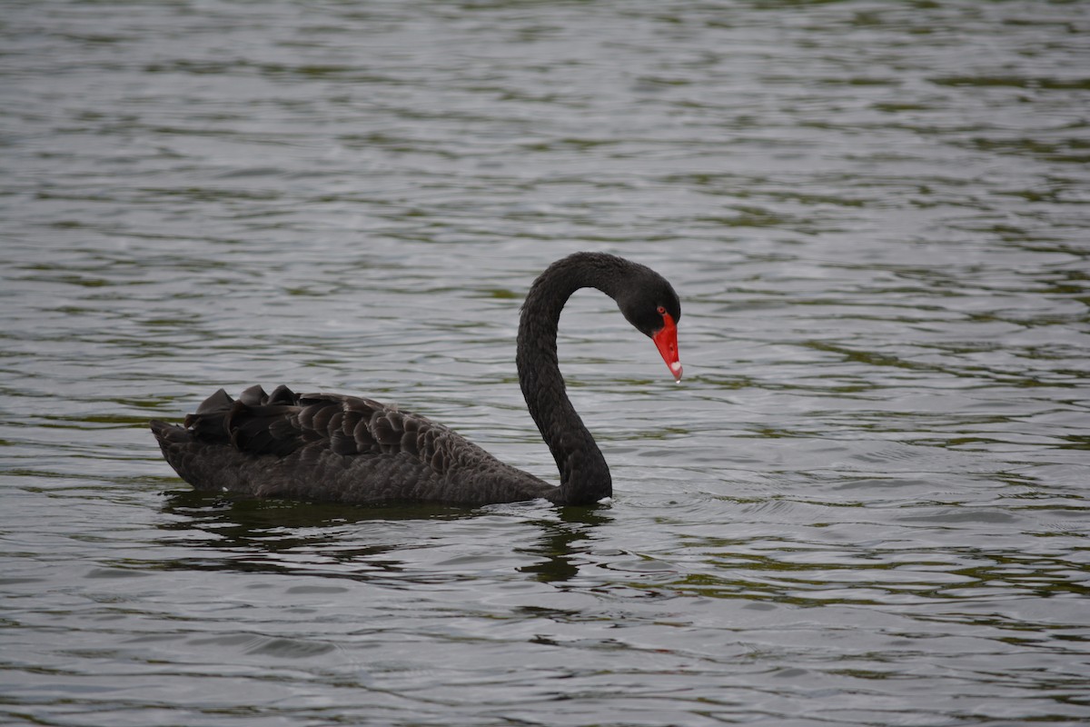 Black Swan - ML527992051