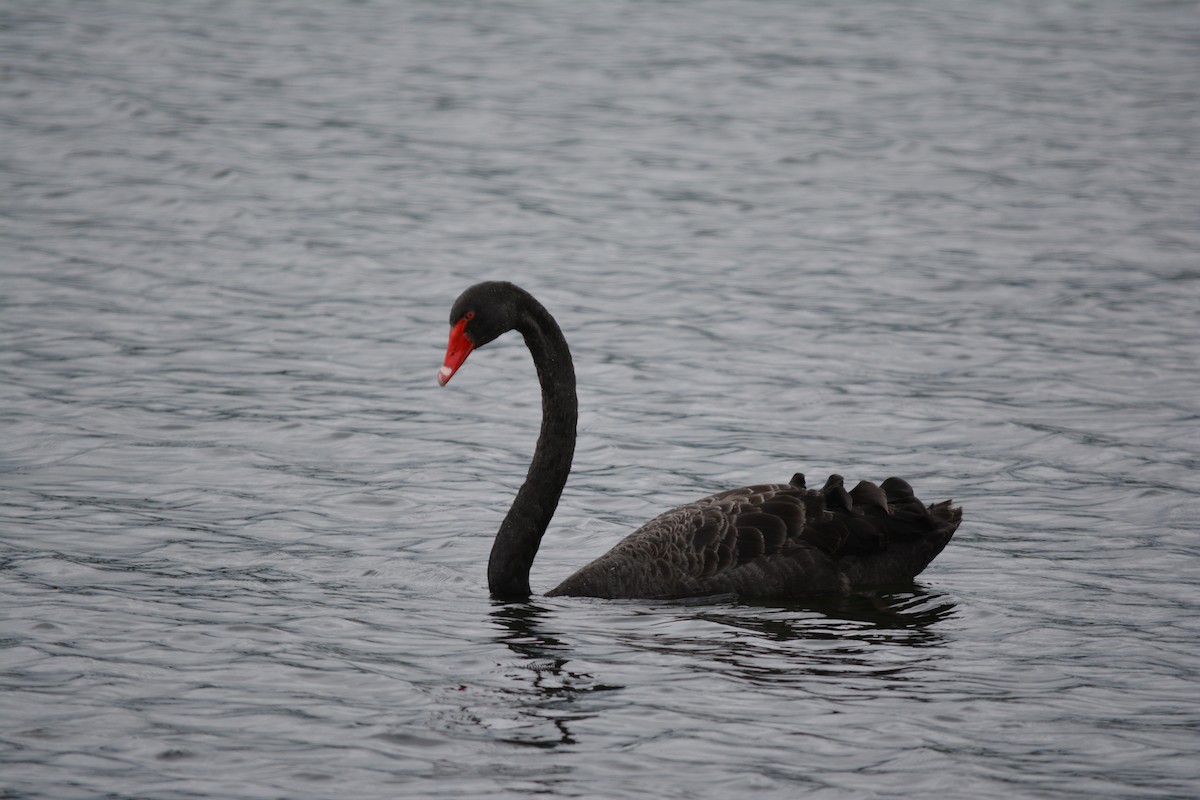 Black Swan - ML527992071