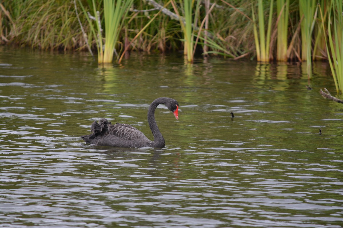 Black Swan - ML527992081