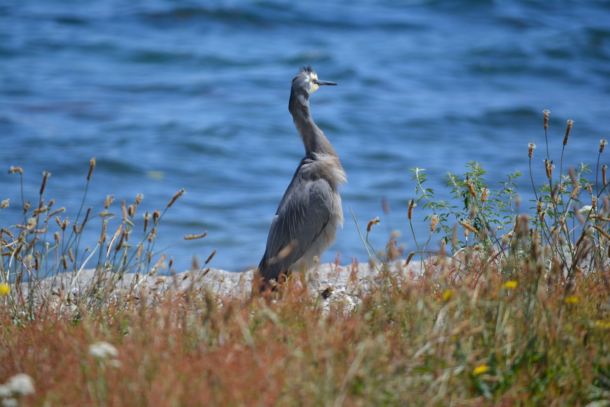 White-faced Heron - Michelle Hayes