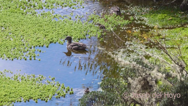 Andean Teal (Merida) - ML527992771