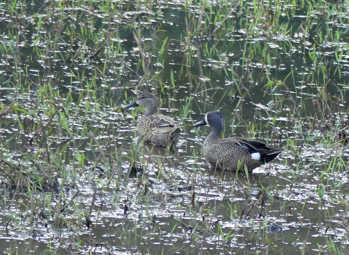 Sarcelle à ailes bleues - ML527992791