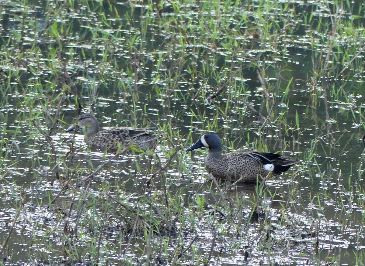 Sarcelle à ailes bleues - ML527992801