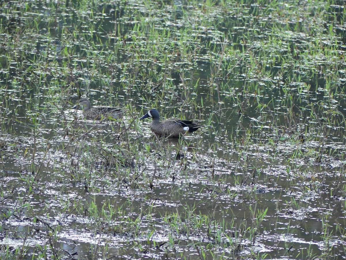 Blue-winged Teal - ML527992811