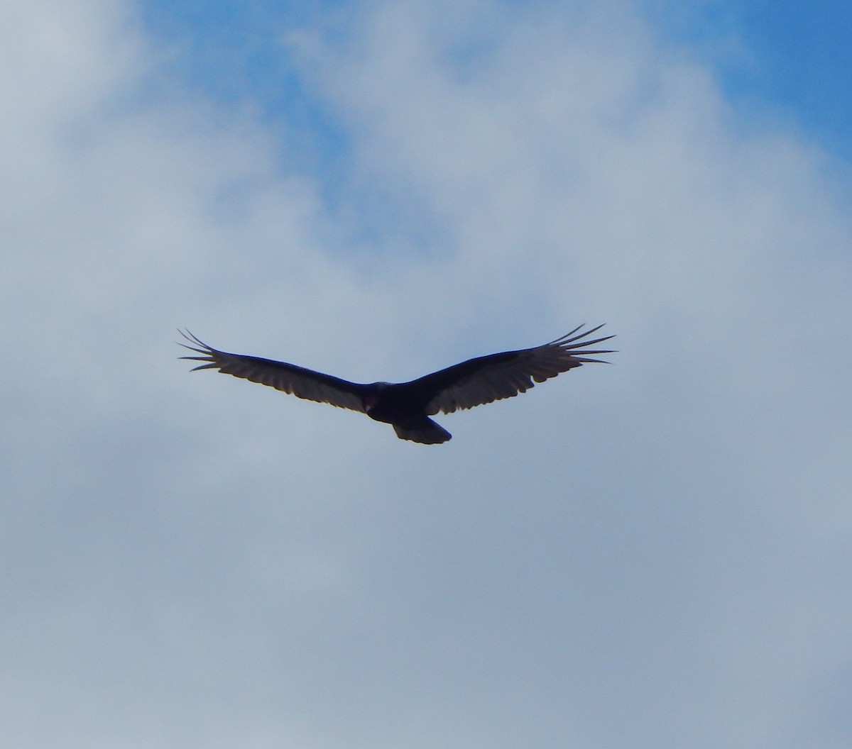 Turkey Vulture - ML52799291