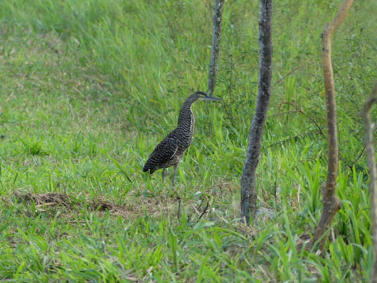 Bare-throated Tiger-Heron - ML527993151