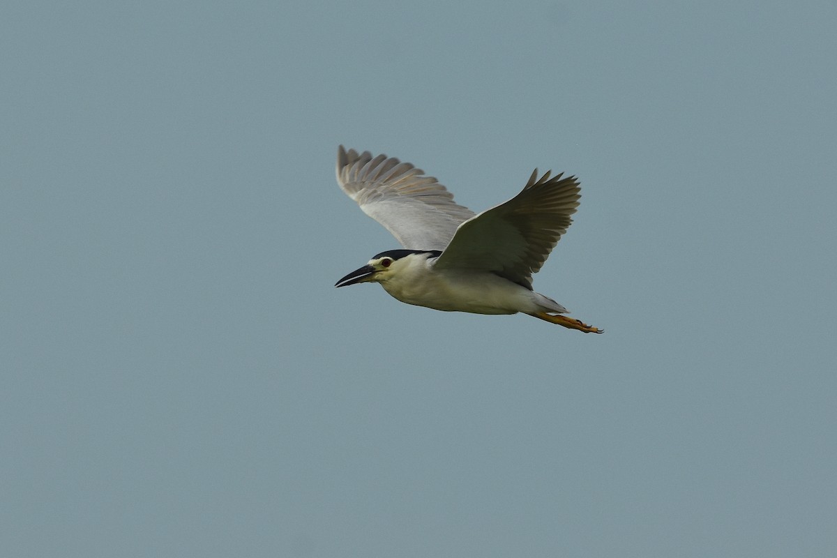 Black-crowned Night Heron (Eurasian) - ML527994161