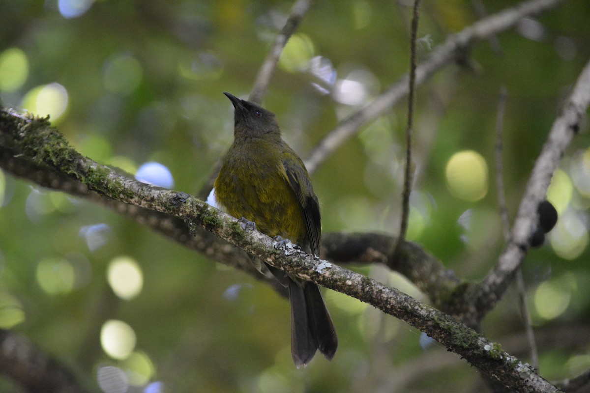 New Zealand Bellbird - ML527994171