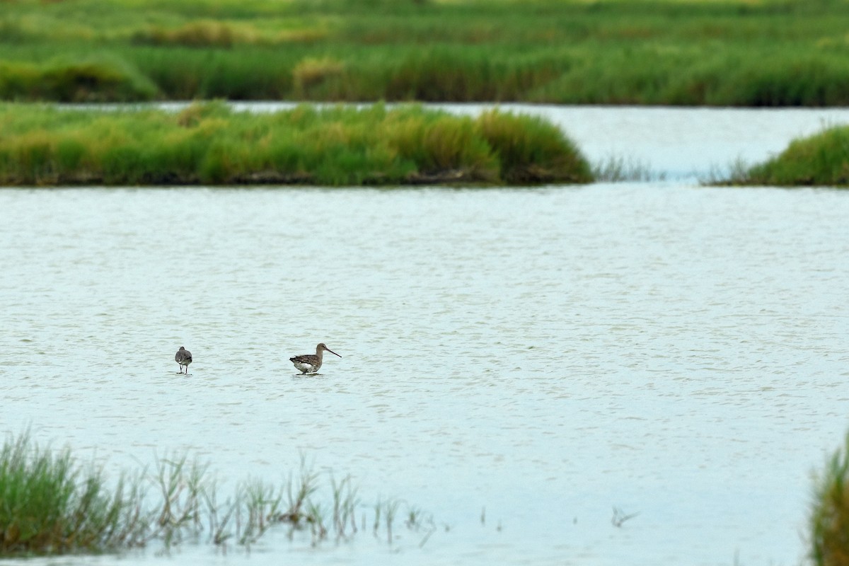 Black-tailed Godwit (melanuroides) - ML527994221