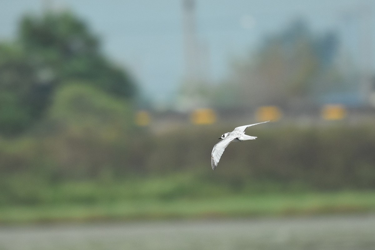 White-winged Tern - ML527994711