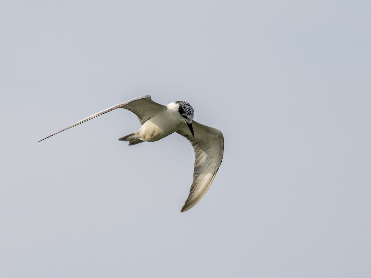 eBird Checklist - 25 Jan 2023 - Pattaya--Map Phrachan Reservoir - 8 species