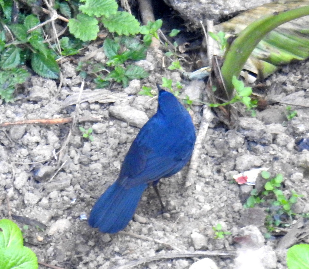 Blue-fronted Robin - ML527994911