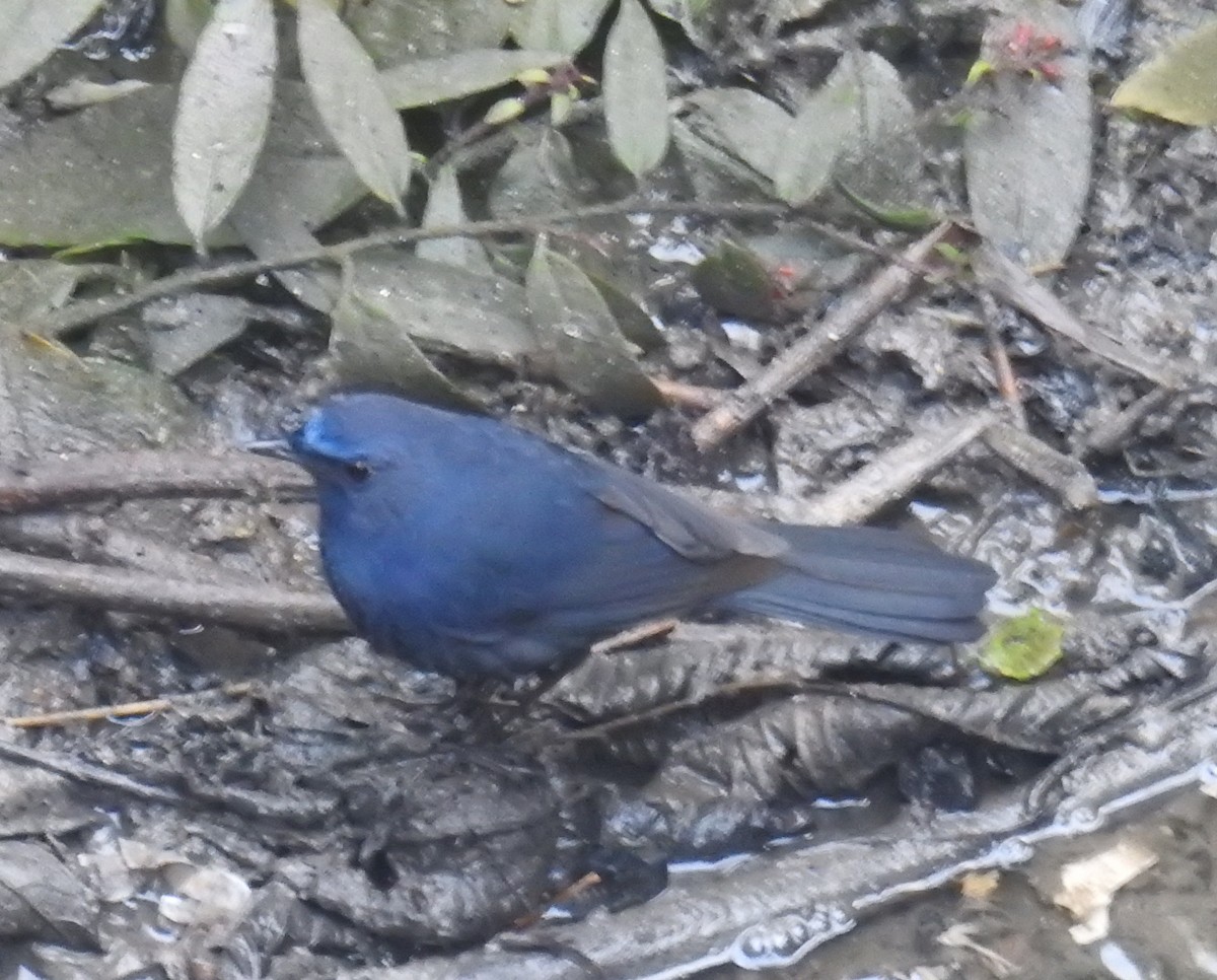 Blue-fronted Robin - ML527995271