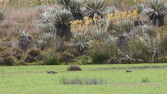 Andean Teal (Merida) - ML527995921