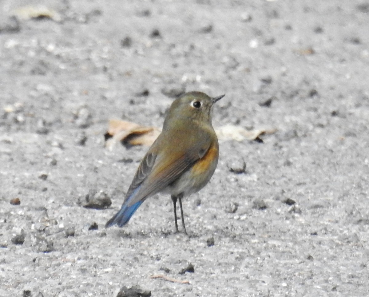 Himalayan Bluetail - ML527996251