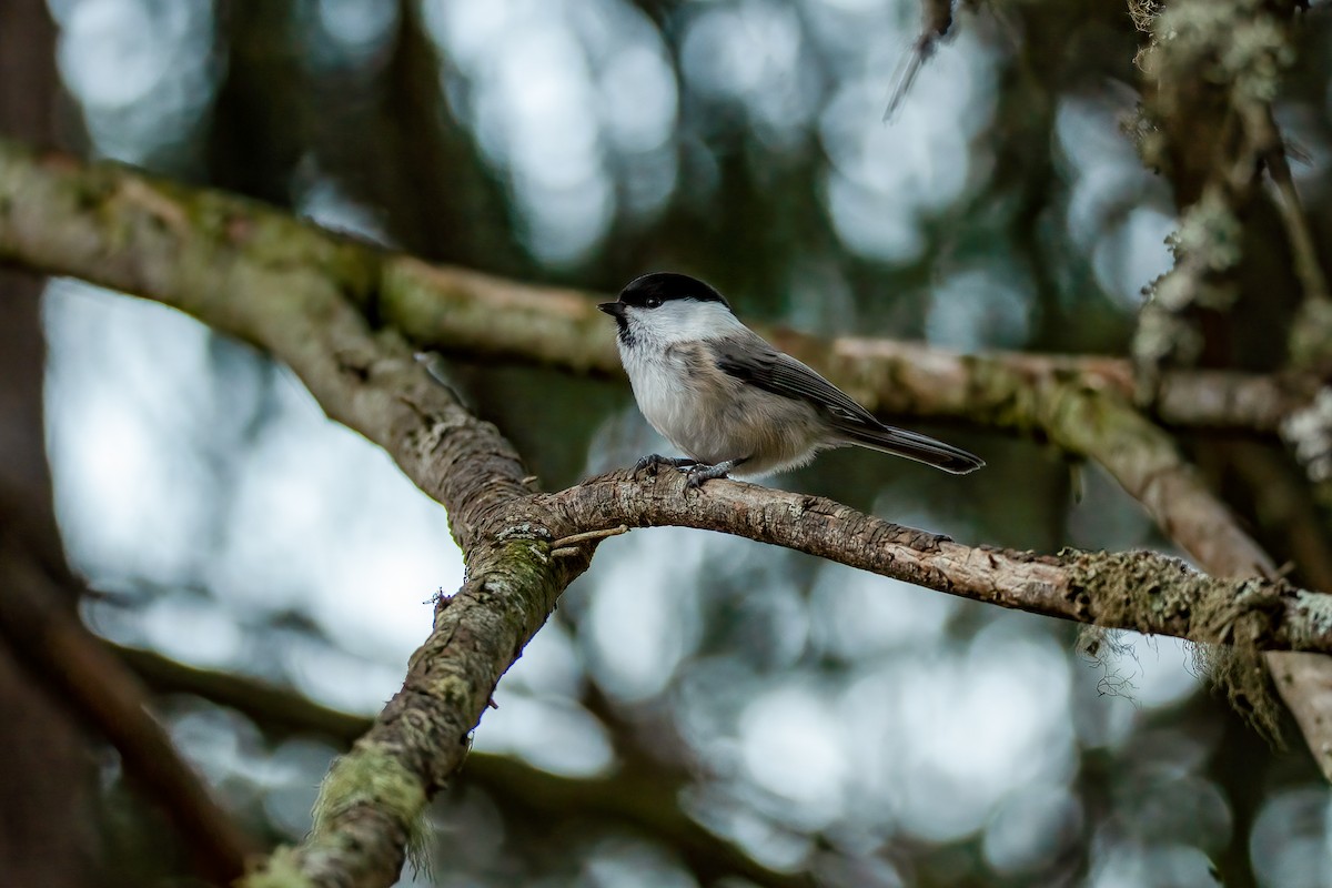 Willow Tit - Sujan Abu Jafar