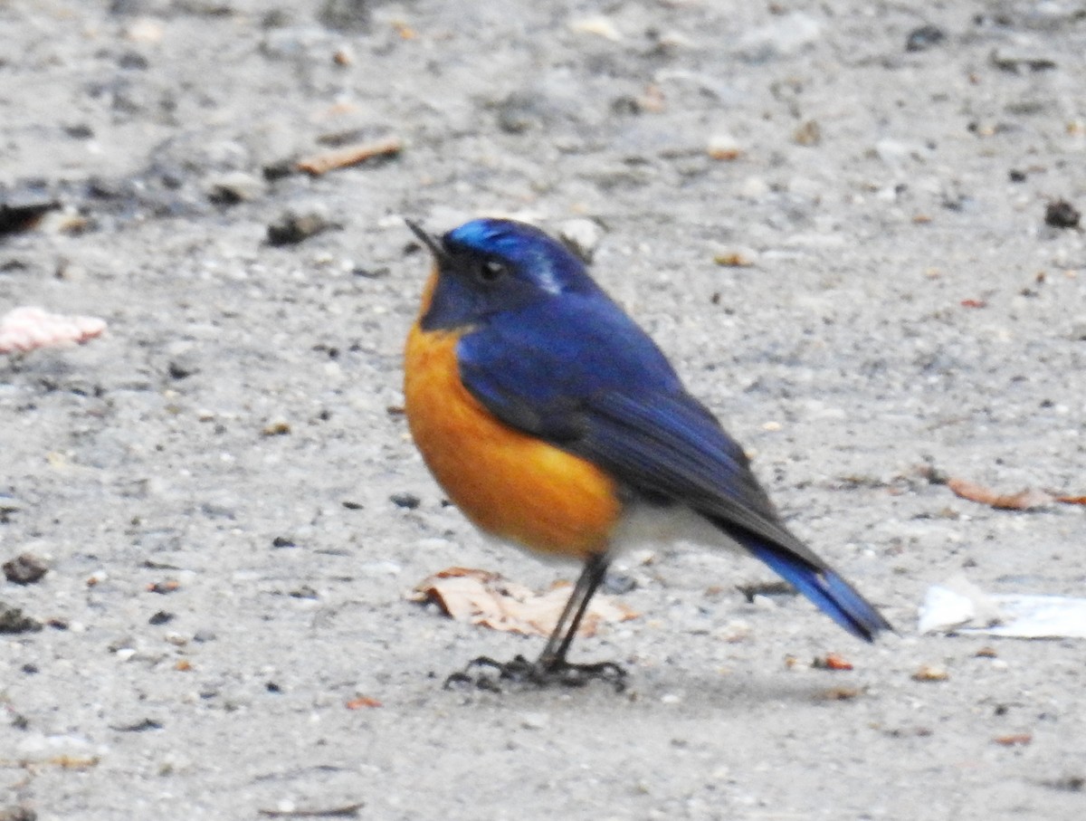 Rufous-breasted Bush-Robin - ML527996701