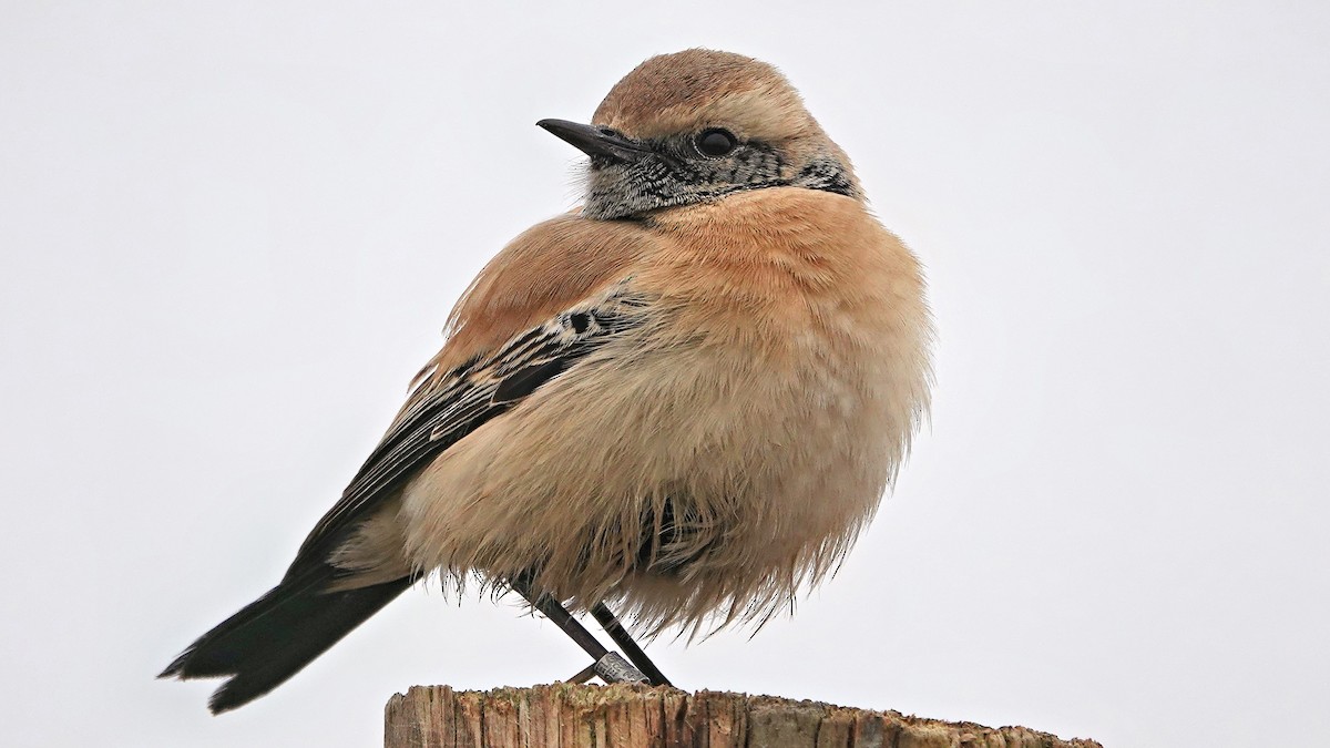 Desert Wheatear - Hans-Jürgen Kühnel