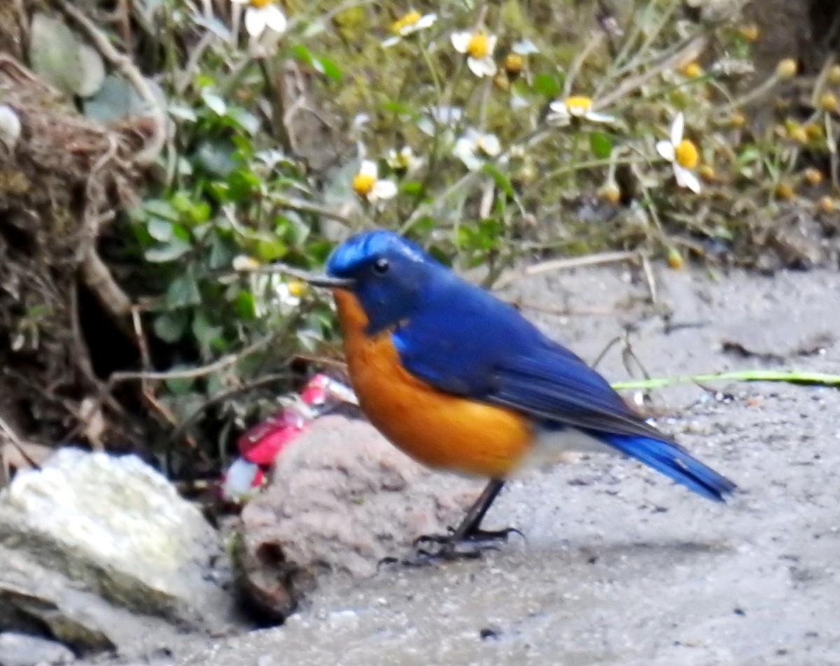 Rufous-breasted Bush-Robin - ML527996891