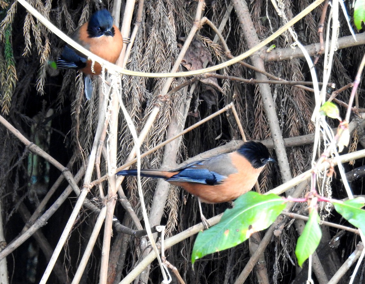 Rufous Sibia - ML527997071