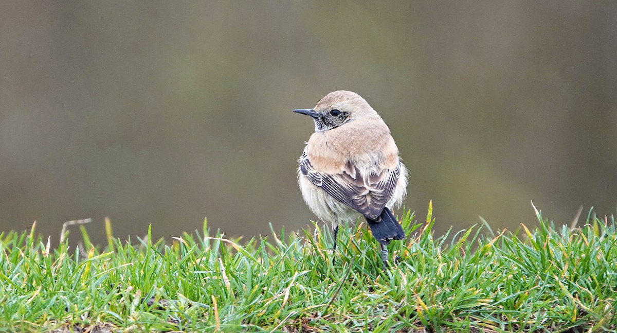 Desert Wheatear - ML527997381