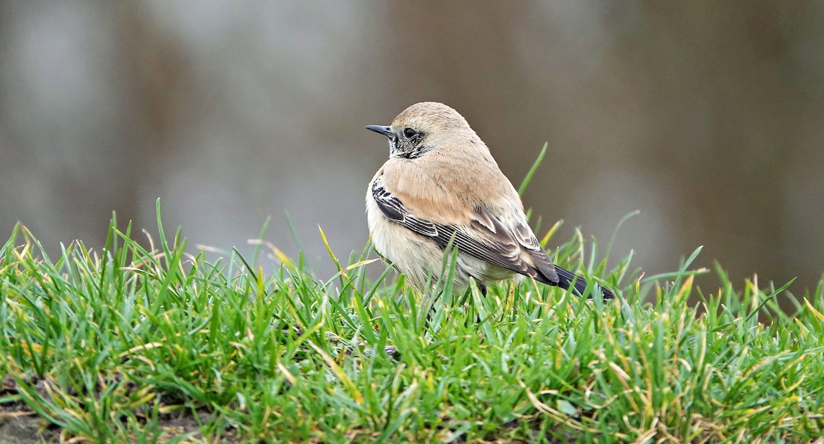 Desert Wheatear - ML527997551