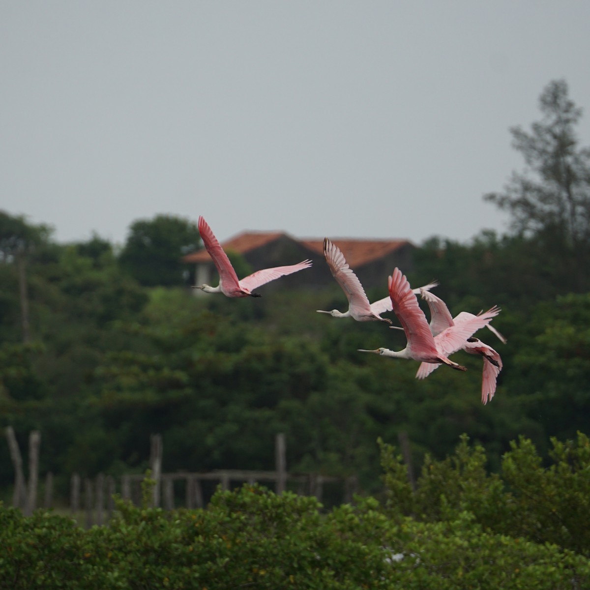 Roseate Spoonbill - ML527997631