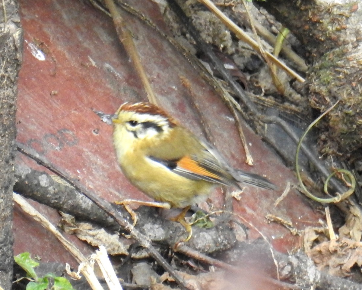 Rufous-winged Fulvetta - ML527997641