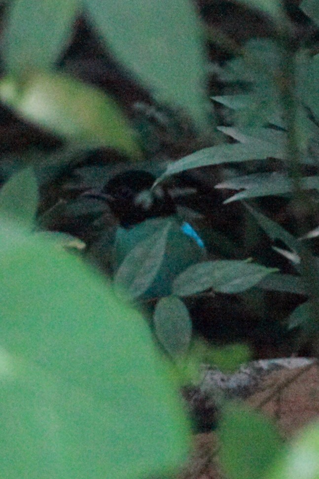 Western Hooded Pitta - ML527997671