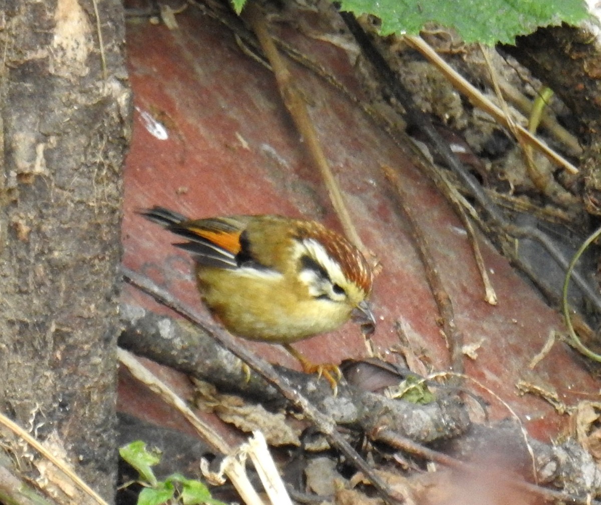 Rufous-winged Fulvetta - ML527997711