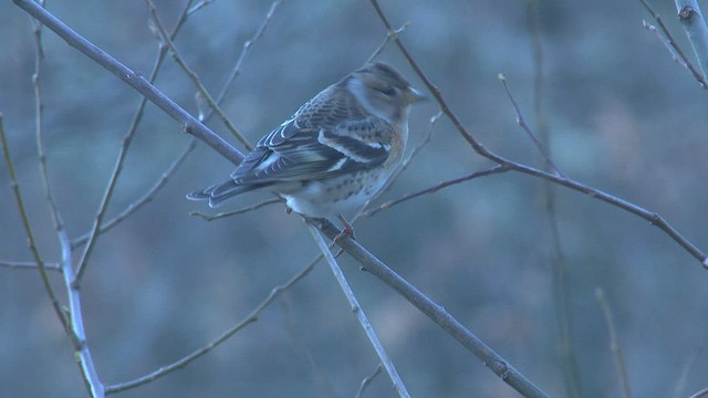 Brambling - ML527997751