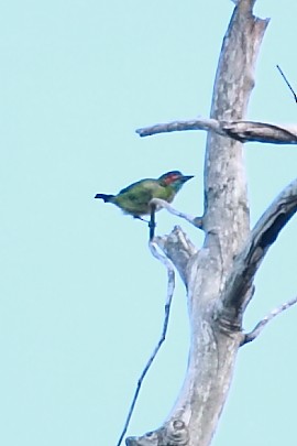 Black-eared Barbet - Andrew Lau