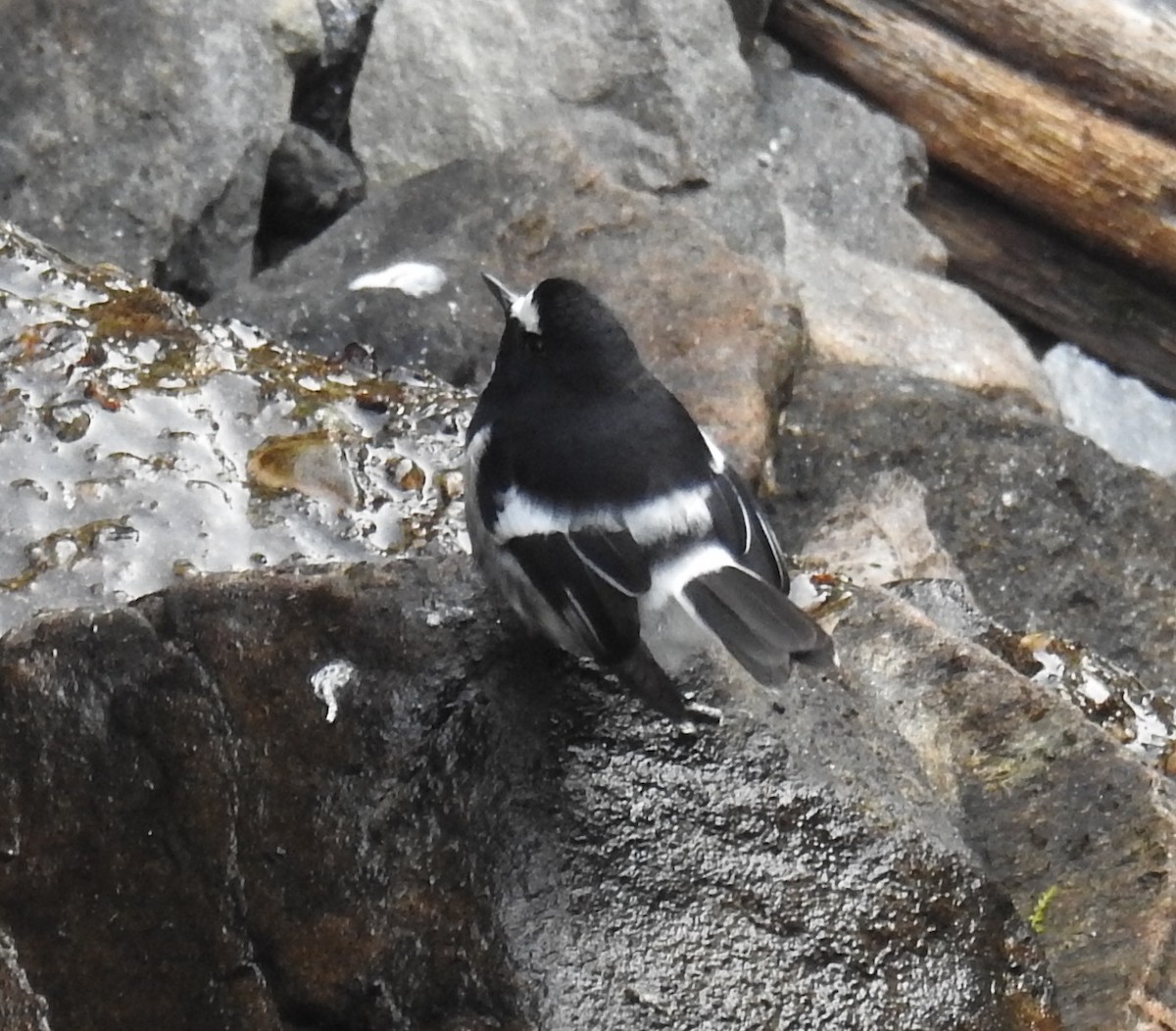 Little Forktail - Akash Gulalia