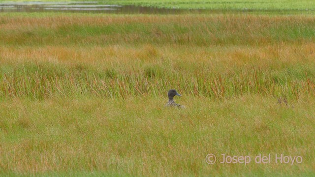 Andean Teal (Merida) - ML527998231