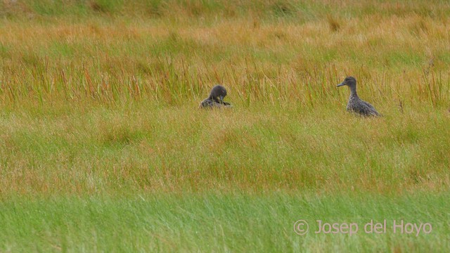 Andean Teal (Merida) - ML527998531