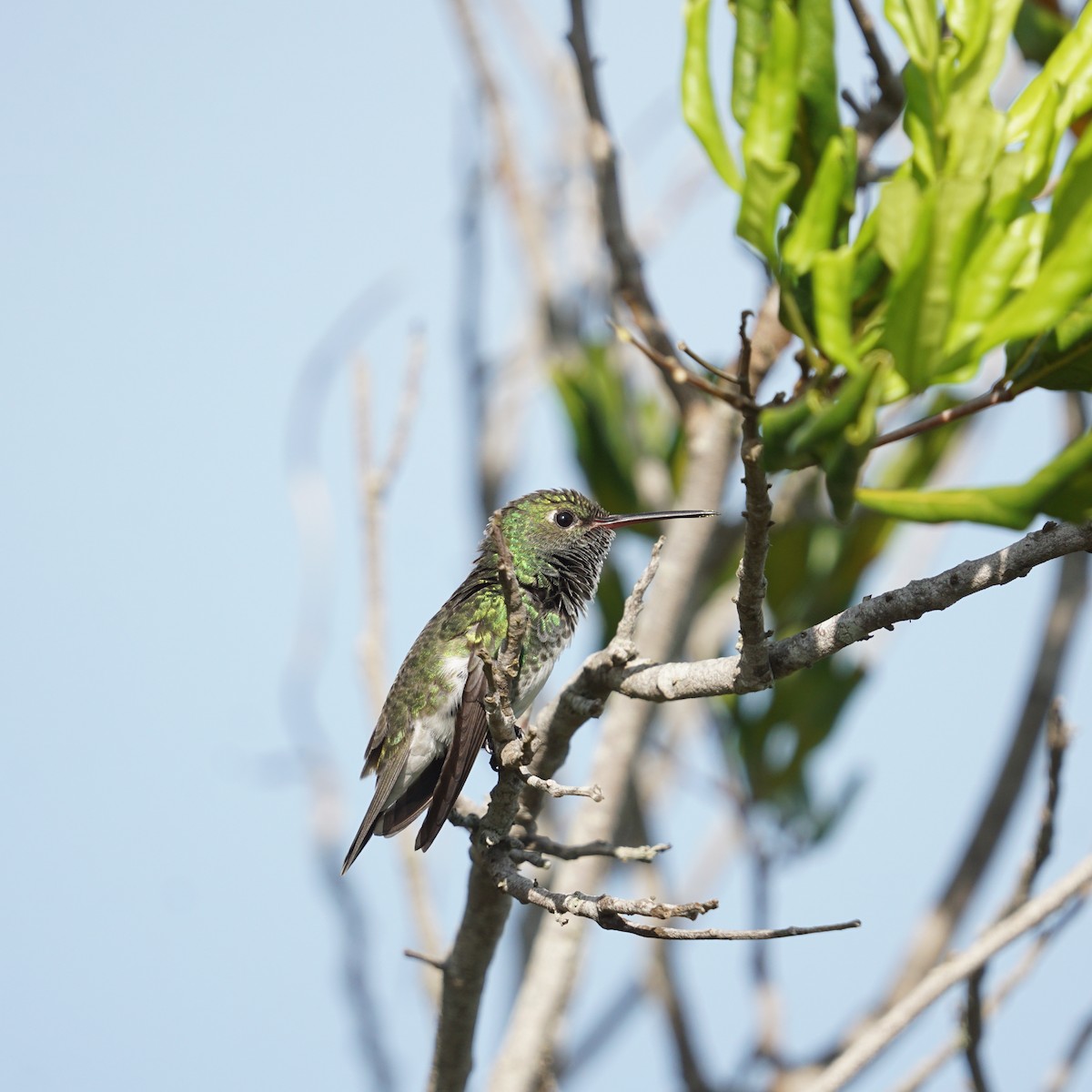 Glittering-throated Emerald - Daniel M Haddad - RJ