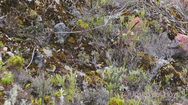 Bronze-tailed Thornbill - ML528001471