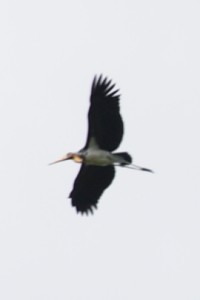 Lesser Adjutant - ML528001821