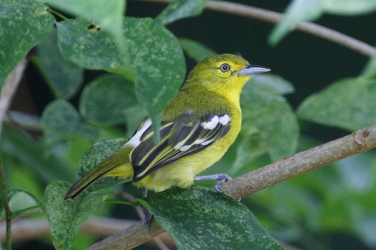 Common Iora - ML528001841