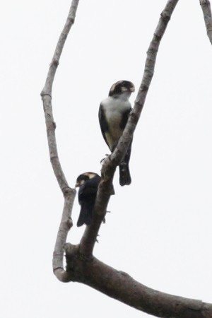 Black-thighed Falconet - ML528001861