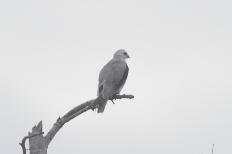 Black-winged Kite - ML528002371