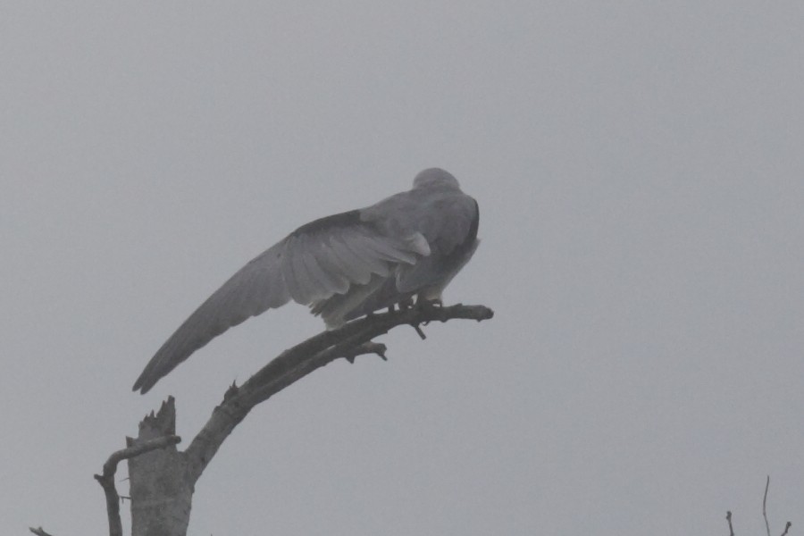 Black-winged Kite - ML528002391