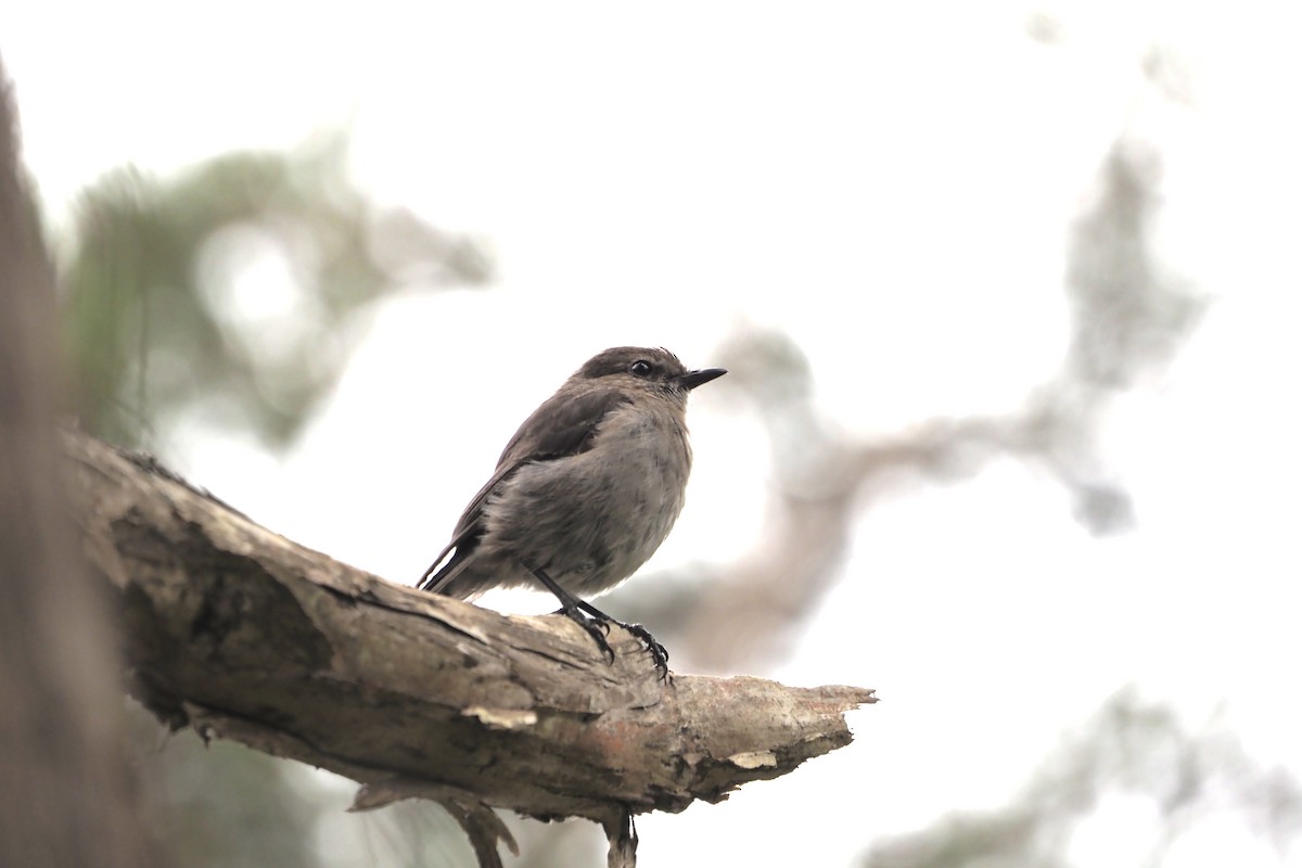 Dusky Robin - ML528003311