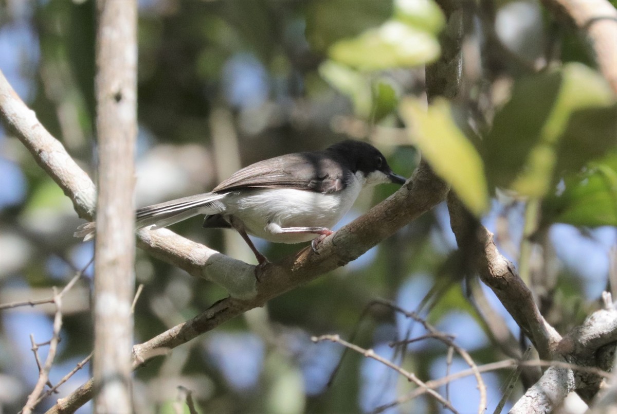 Black-headed Apalis - ML528004791