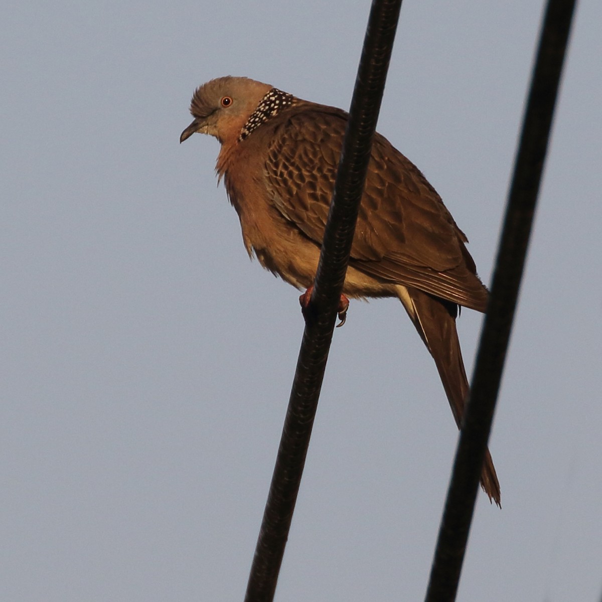 Spotted Dove - ML528004871