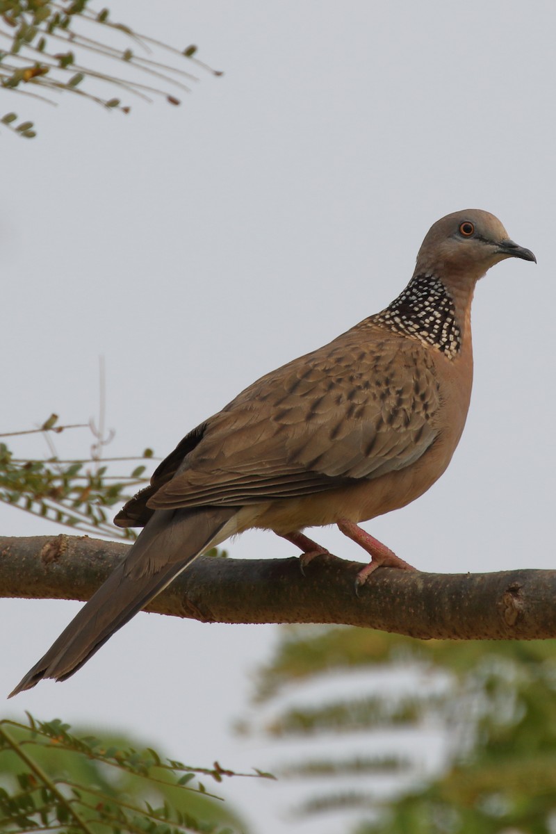 Spotted Dove - ML528004951