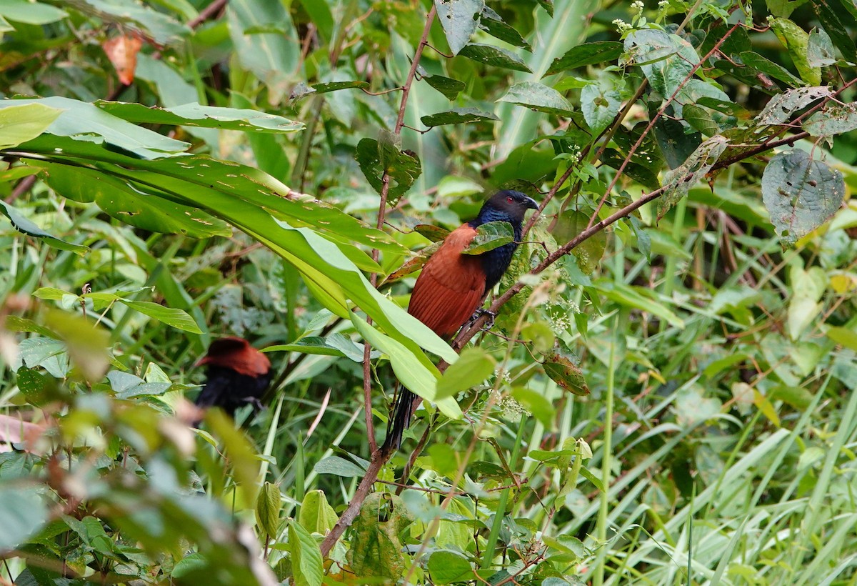 Greater Coucal - ML528005101