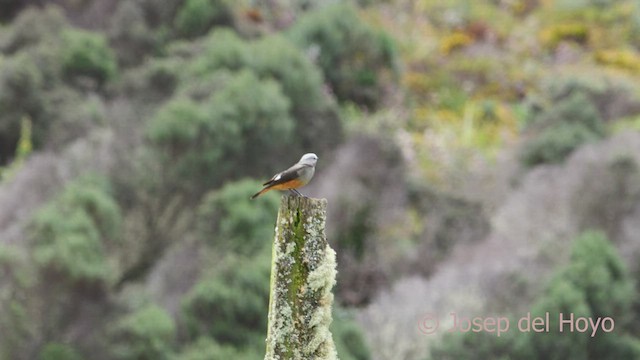 Red-rumped Bush-Tyrant - ML528006251